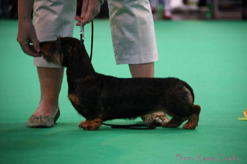 Crufts2011_2 1414.jpg